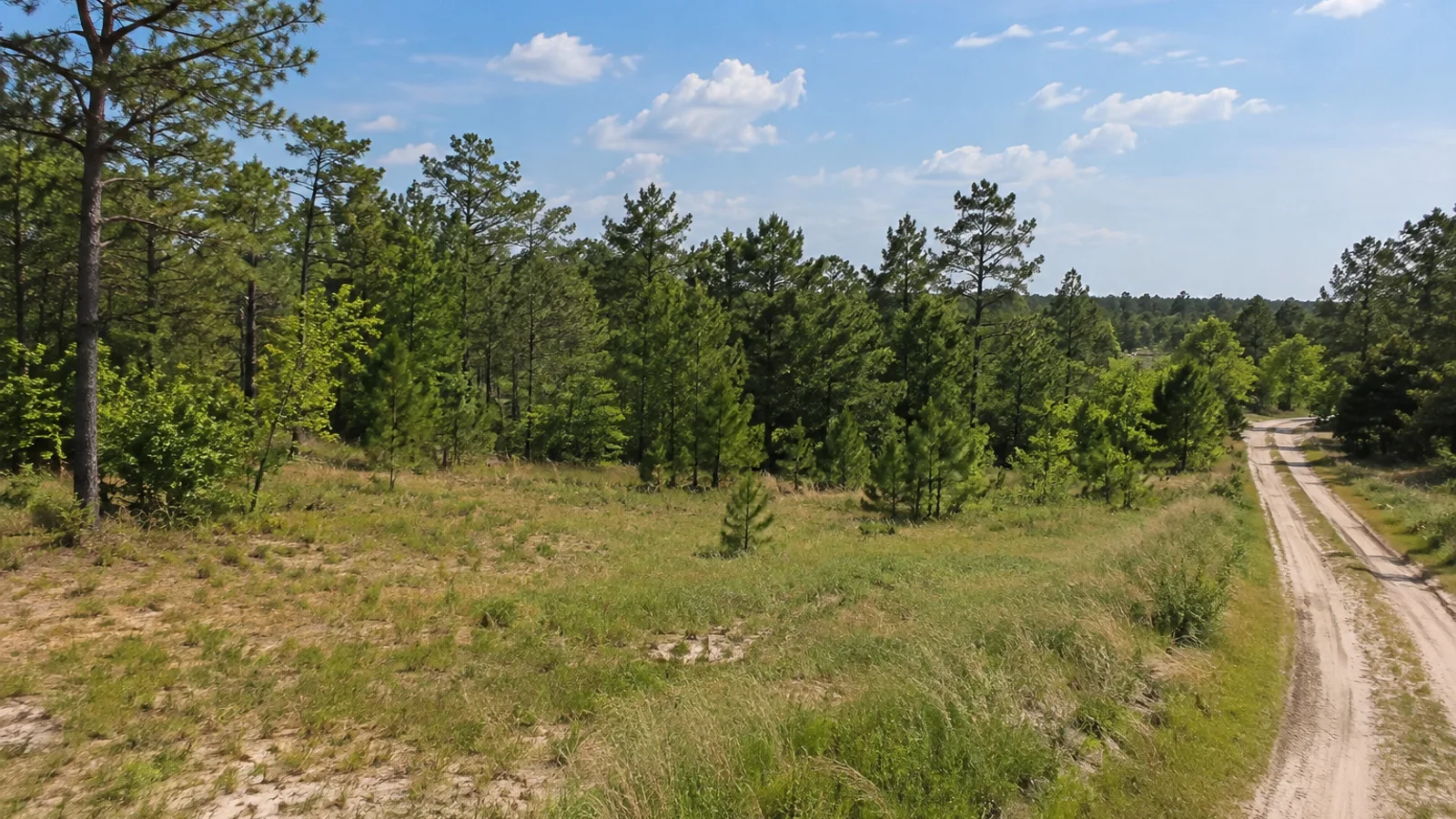 South Carolina pasture and woodland landscape