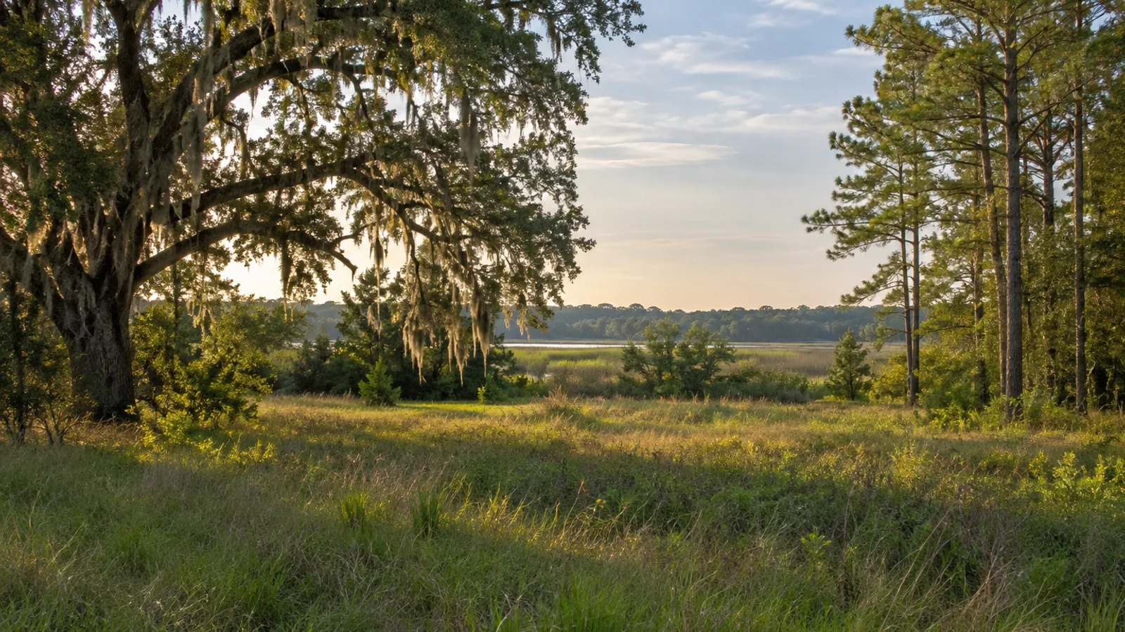 South Carolina pasture and woodland landscape