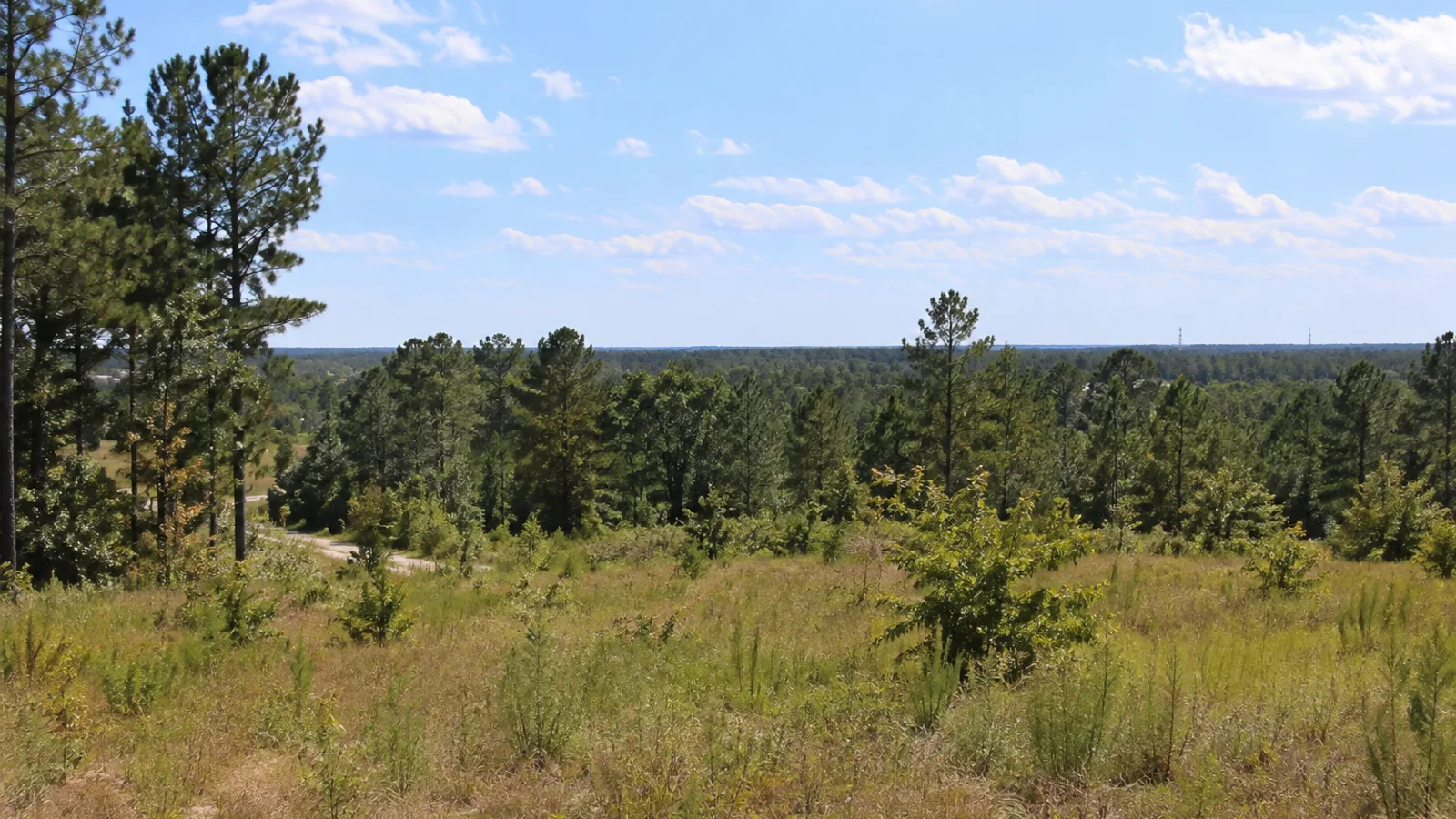 South Carolina pasture and woodland landscape