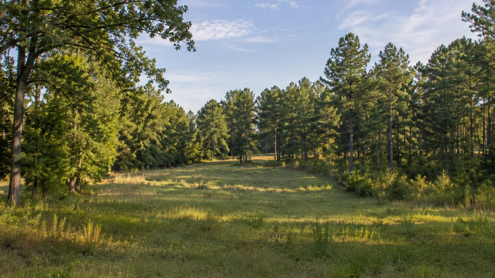 South Carolina pasture and woodland landscape