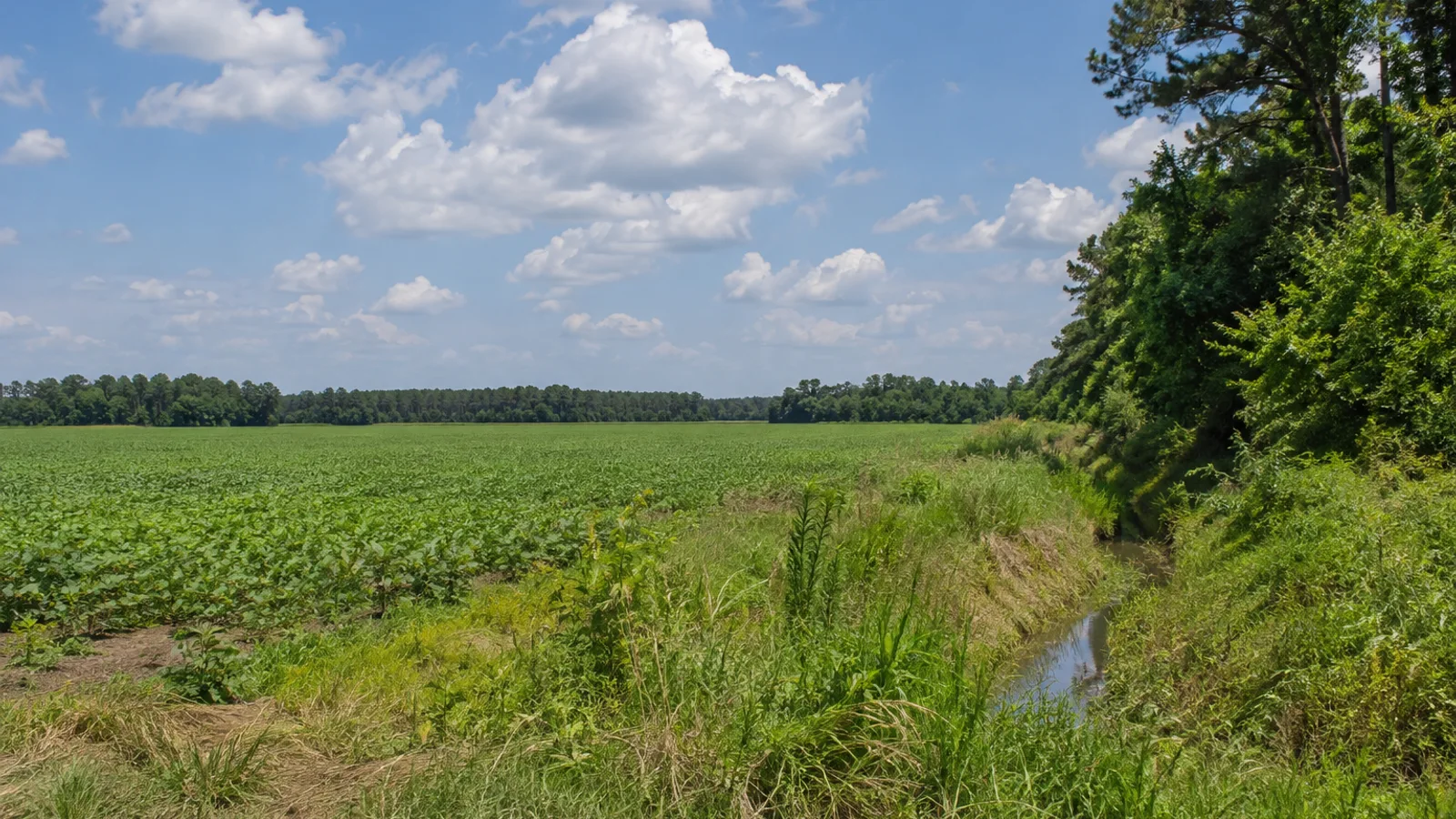 South Carolina pasture and woodland landscape