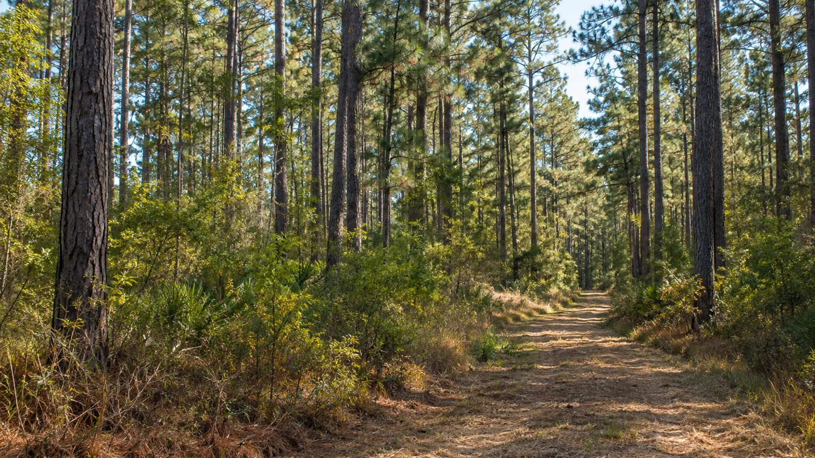 South Carolina pasture and woodland landscape