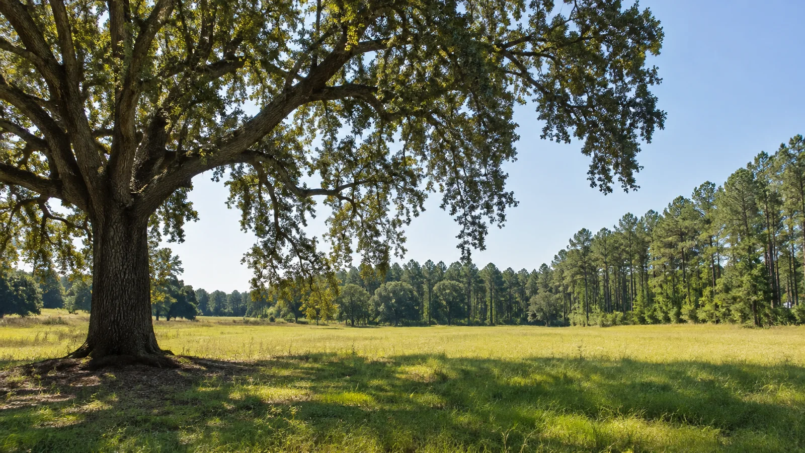 Open South Carolina land
