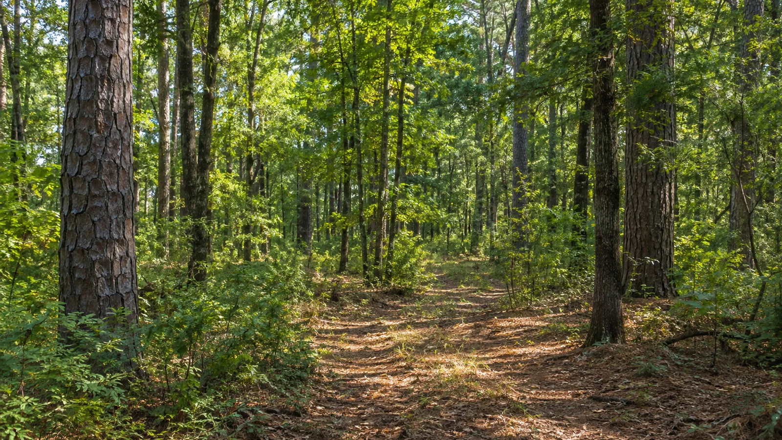 Wooded Parcels: South Carolina pine and hardwood woodland